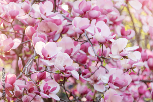 Blooming magnolia tree. Pink magnolias in spring day. © Magryt
