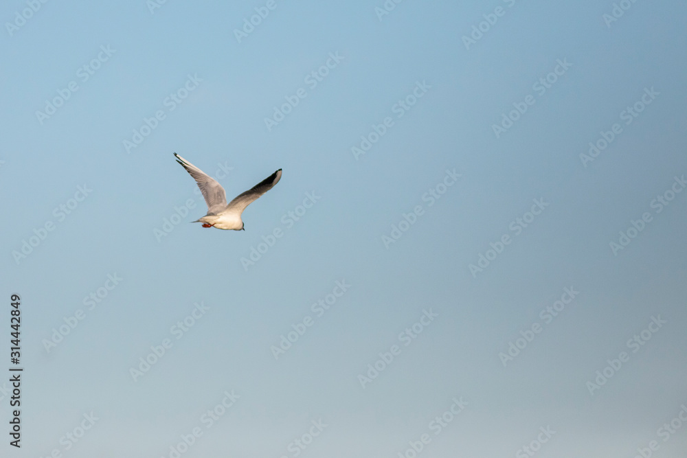 Obraz premium Śmiejąca się mewa (Chroicocephalus ridibundus lecący na plaży