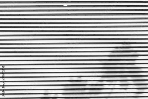 Abstract shadow of leaves on wall building texture background
