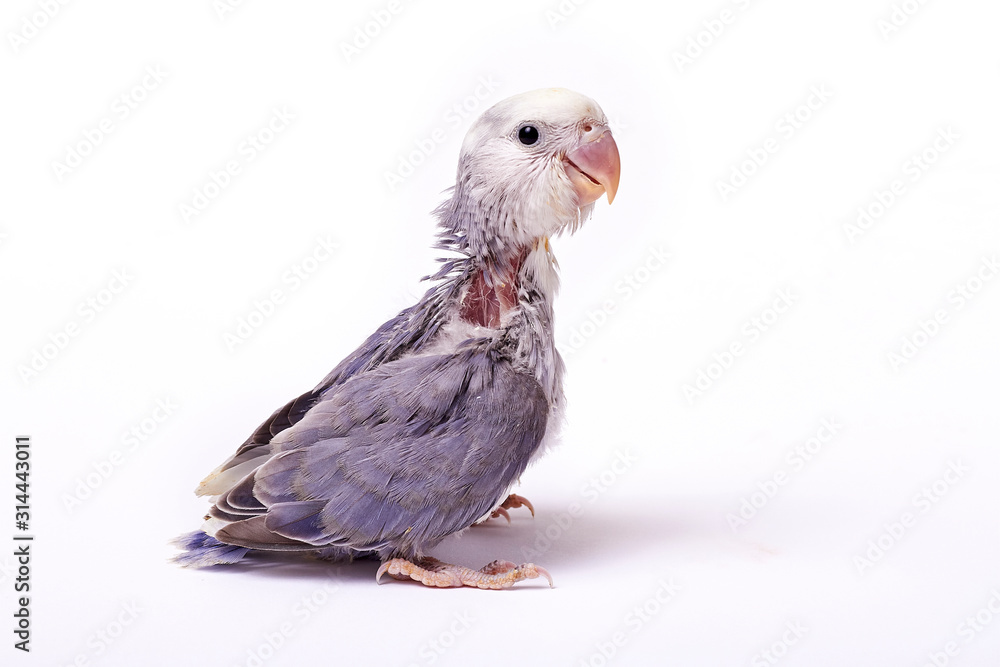 Naklejka premium Agarponi chick