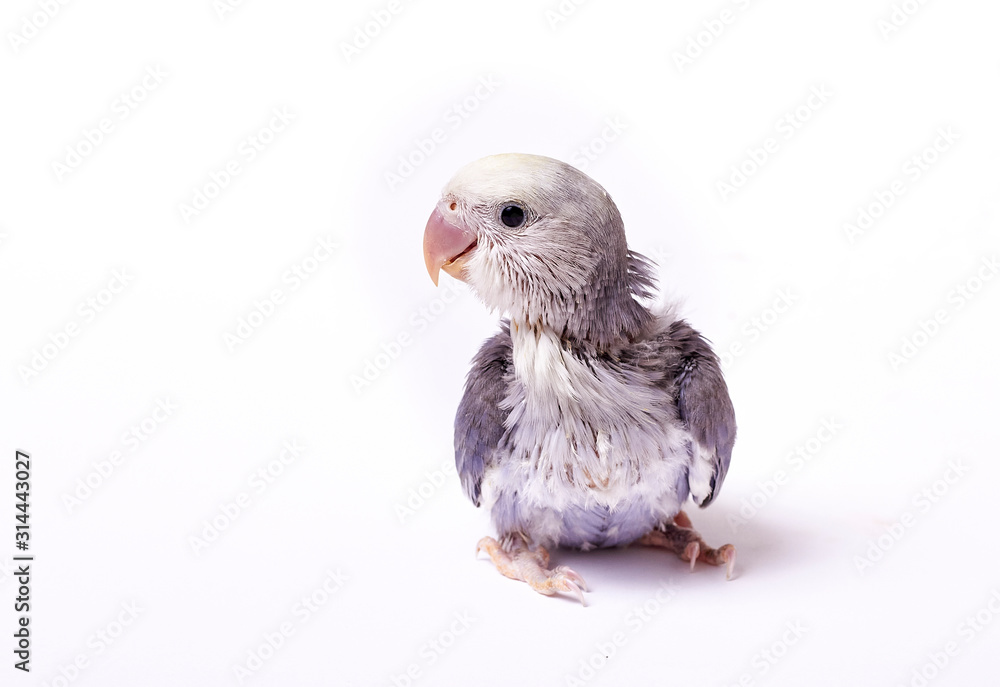 Obraz premium Agarponi chick