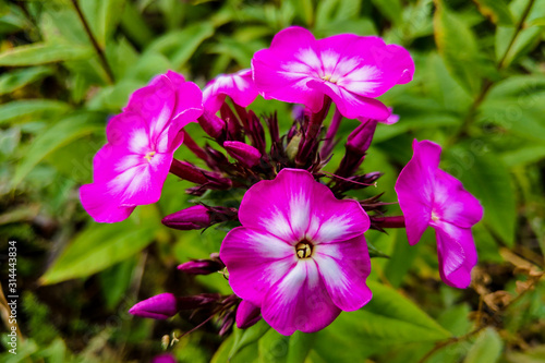 Phlox paniculata Garden phlox in bloom, nature