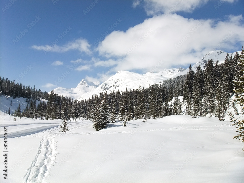 landscape with trees and mountains in winter