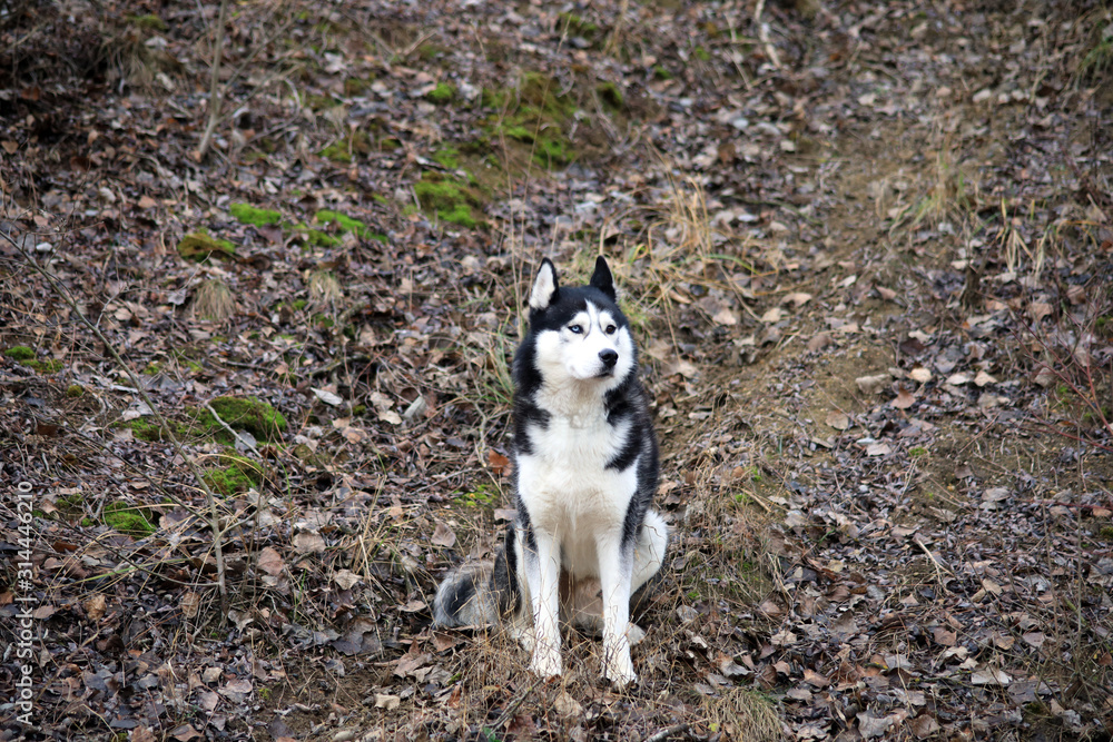 Black Siberian husky with one blue and one brown eye sitting on a background autumn forest.