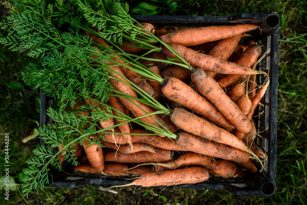 Harvesting carrots. Fresh carrot in black box. - obrazy, fototapety, plakaty 