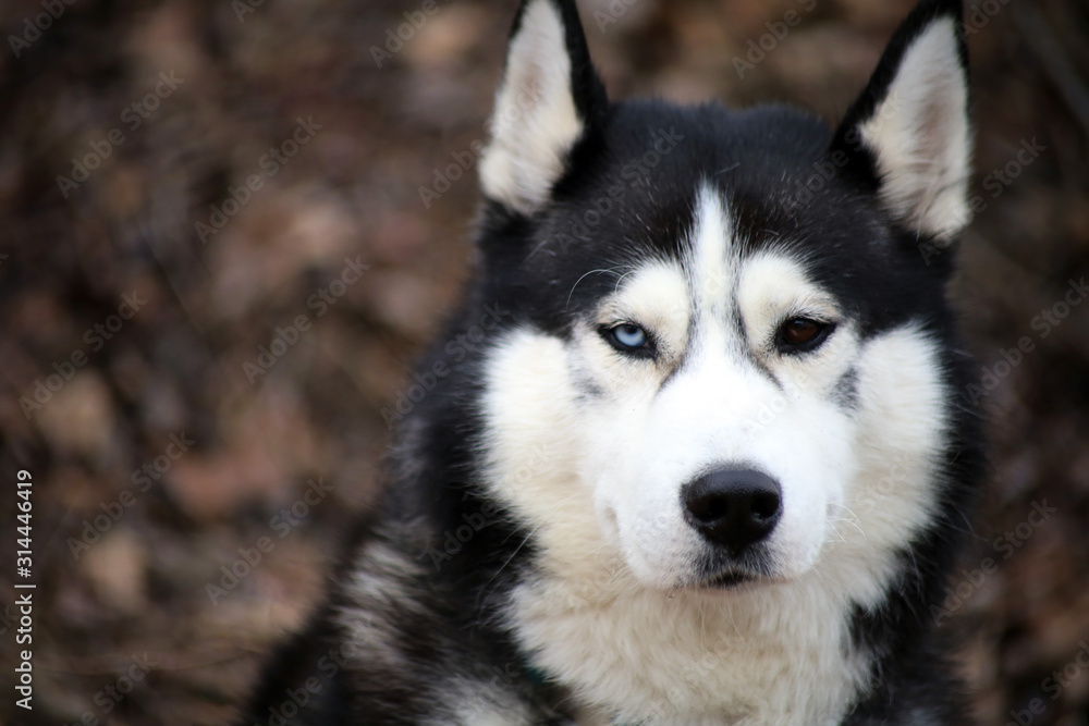 close up Black Siberian husky with one blue and one brown eye sitting on a background autumn forest.
