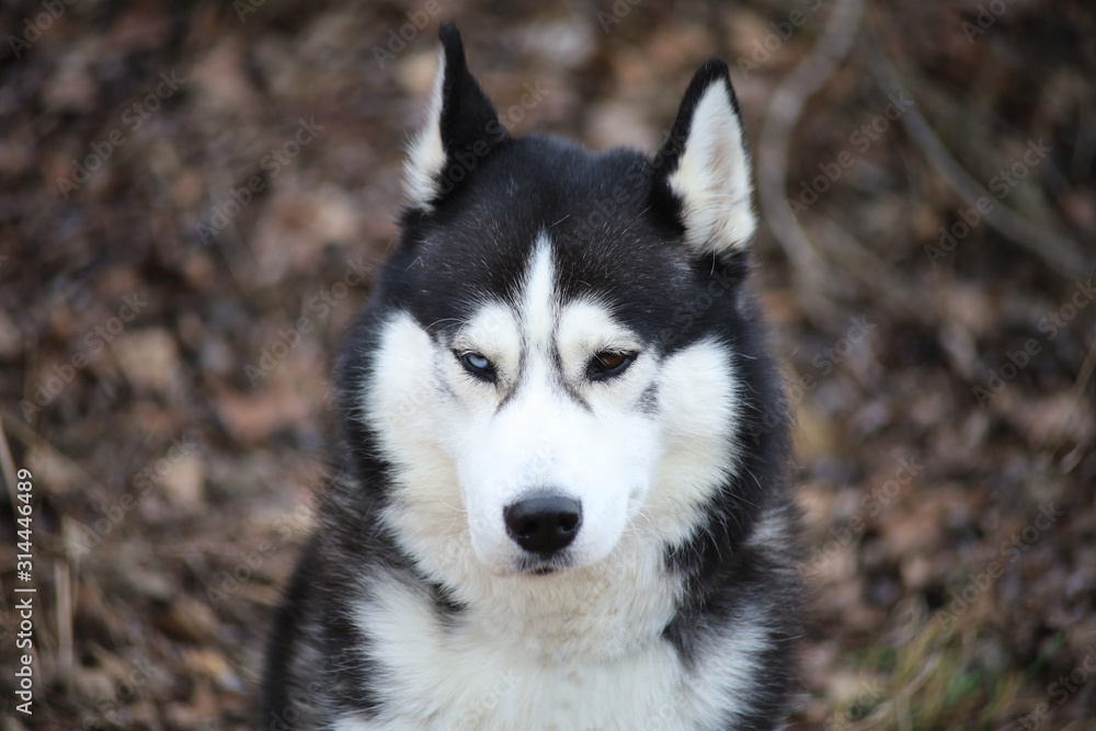 close up Black Siberian husky with one blue and one brown eye sitting on a background autumn forest.
