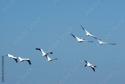 A flock of pelicans flying © Ann