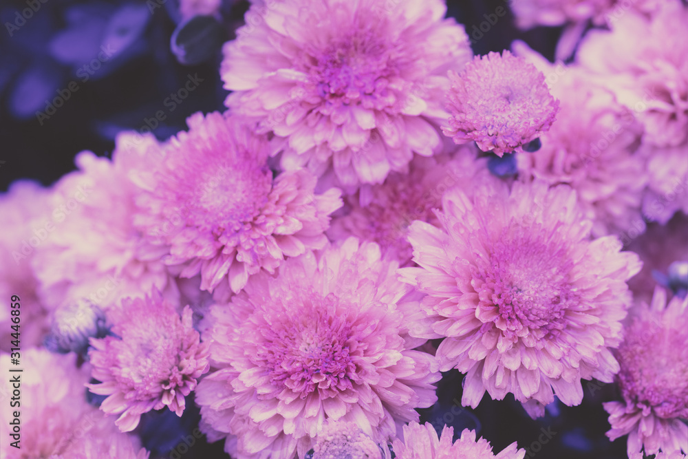 Blooming pink chrysanthemums in the garden. Natural background