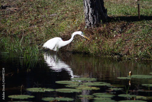 An egret looking for food
