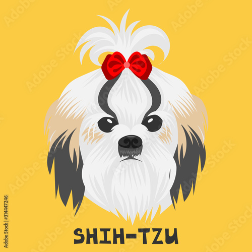 Dog face on a colored background. Shih Tzu breed. Flat picture. Illustration in the style of pop art.
