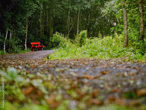 Wallpaper Mural Red wooden bench in a park by a walking path, concept relax, outdoor, forest. Torontodigital.ca