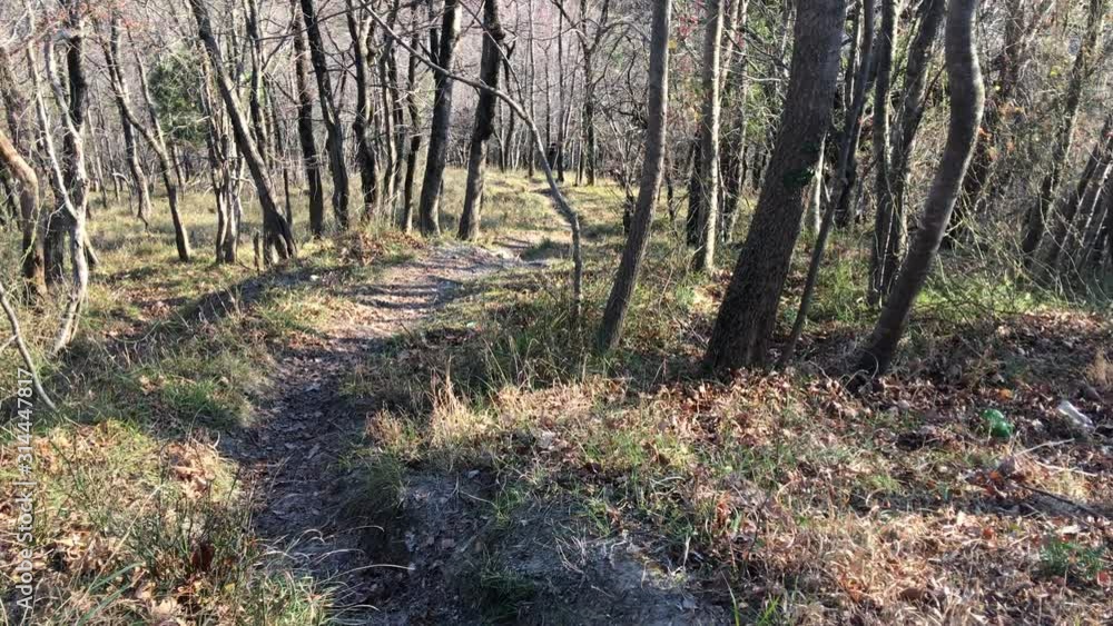 A walk through the autumn deciduous forest on a sunny day in the mountainous region of the Black Sea coast of the North Caucasus. A walk through the autumn deciduous forest on a sunny day in the mountainous region of the Black Sea coast of the North Caucasus.