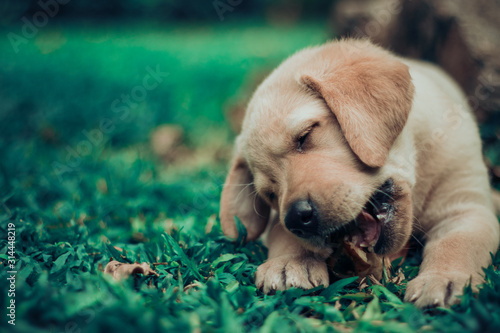 Wallpaper Mural dog lying on the grass Torontodigital.ca