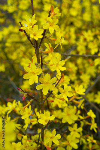 Yellow bloom of a winter jasmine bush.