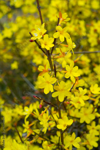 Yellow bloom of a winter jasmine bush.