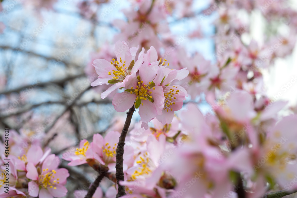 Blossoming almond tree branches, the background blurred.