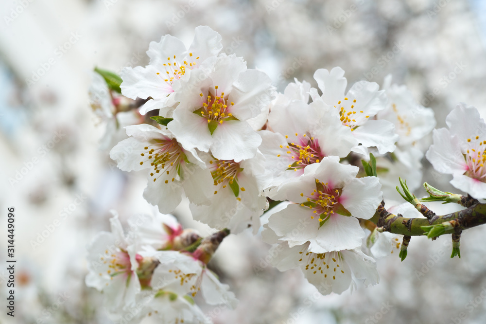 Blossoming almond tree branches, the background blurred. Blossoming almond tree branches, the background blurred.