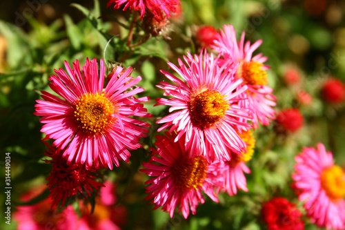 Flowers in garden