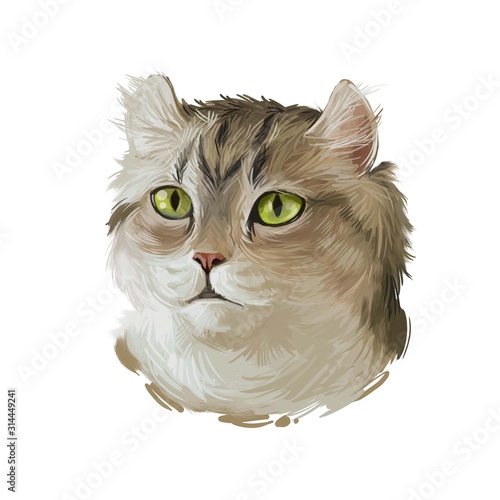 Obraz na plátně Highlander kitten lying on paw on white background