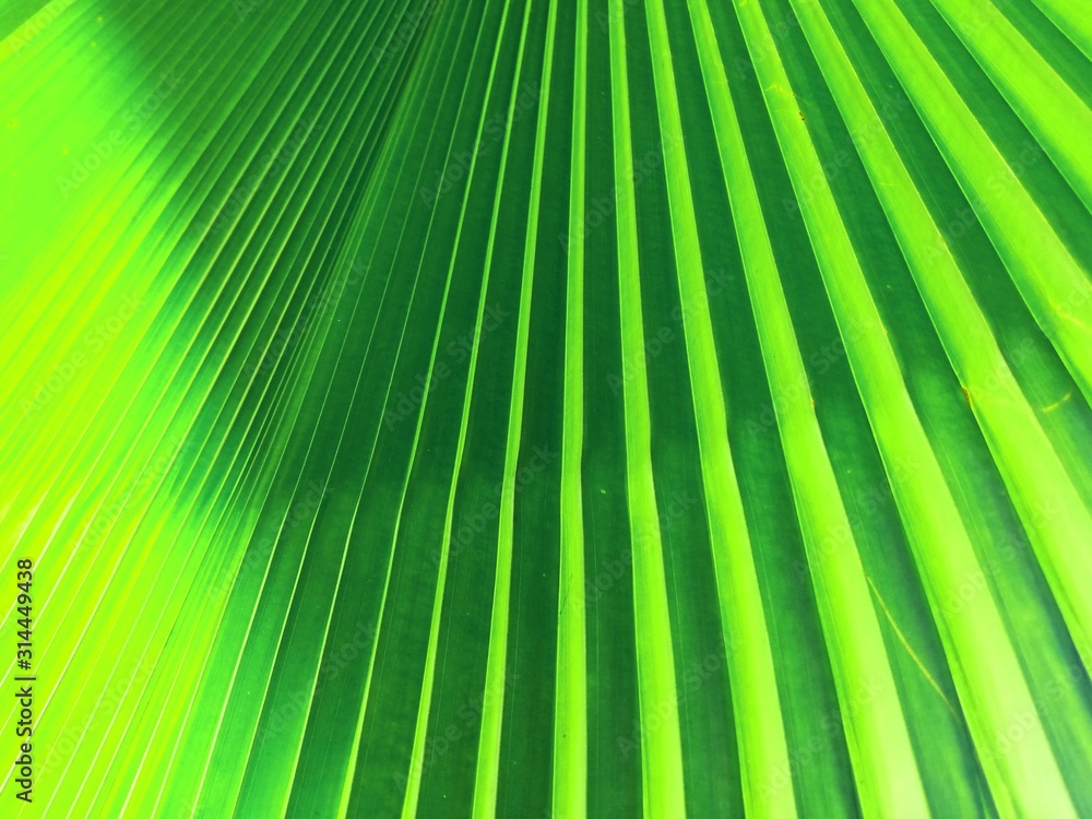 palm leaves background palm leaves background