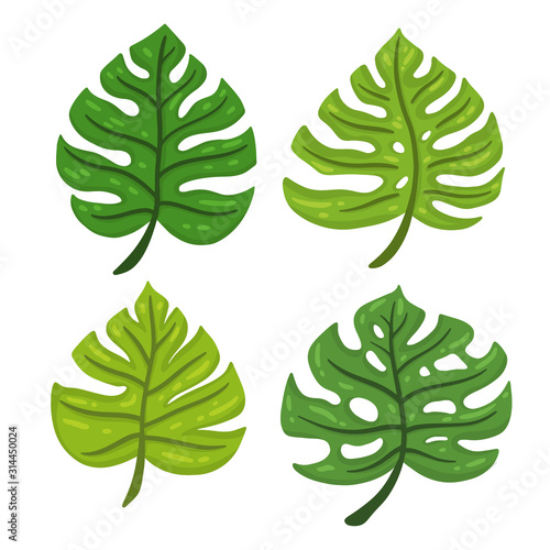Cartoon set of tropical leaves Monstera. Design element. Vector illustration isolated on a white background.