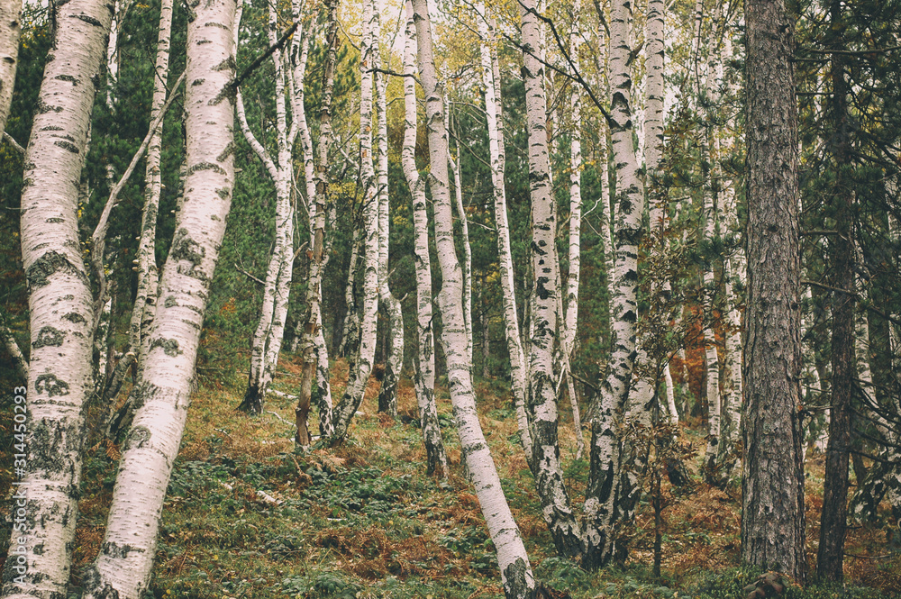Naklejka premium Hiking through birch forest, nature birch wood landscape