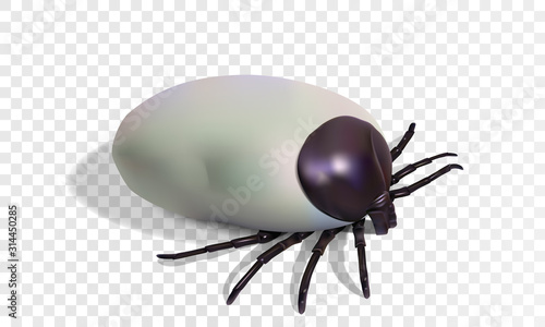 Photo realistic illustration of a deer tick isolated on transparent background. Vector eps10