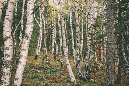 Fototapeta Naklejka Na Ścianę i Meble -  Hiking through birch forest, nature birch wood landscape