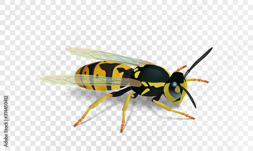 Realistic vector wasp isolated on transparent background