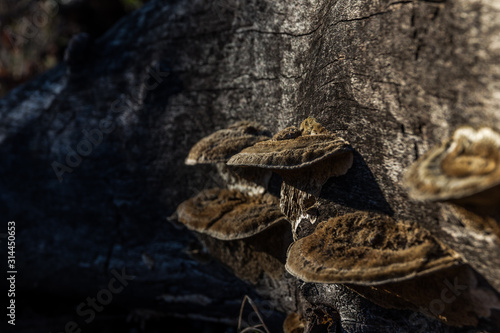 mushrooms