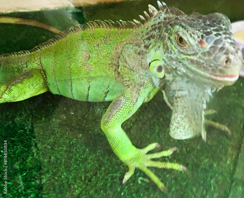 Fototapeta premium green lizard in a cage in the zoo. contact zoo for children.