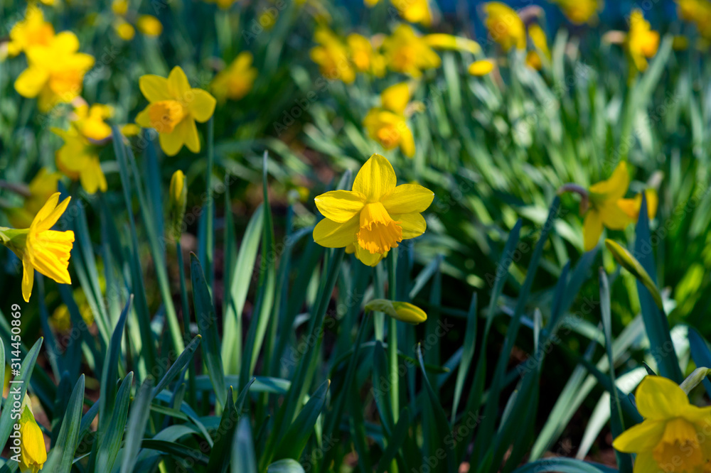 Fototapeta premium Field with bright yellow (Narcissus). Shallow dof and natural light.