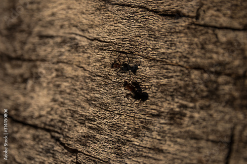 ants on wooden texture