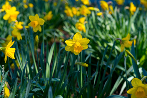 Field with bright yellow (Narcissus). Shallow dof and natural light.