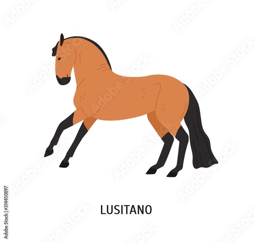 Lusitano horse flat vector illustration