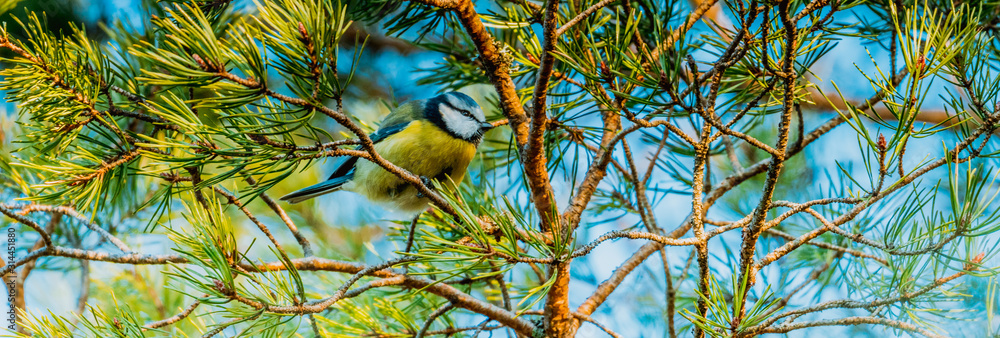 Obraz premium Modraszka zwyczajna, modraszka, sikora modra, Cyanistes caeruleus
