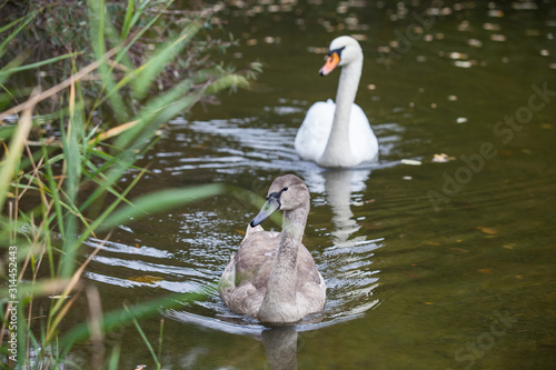 Schwäne schwimmen in einem Flusslauf