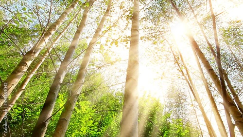 birch forest. timelapse. sunset background.