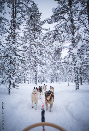 Huskey sled ride through lapland finland with lots of white snow rough nature expedition with dogs
