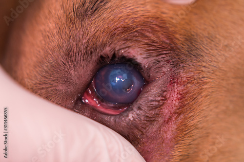 american bully dog breed with entropion and corneal ulcer