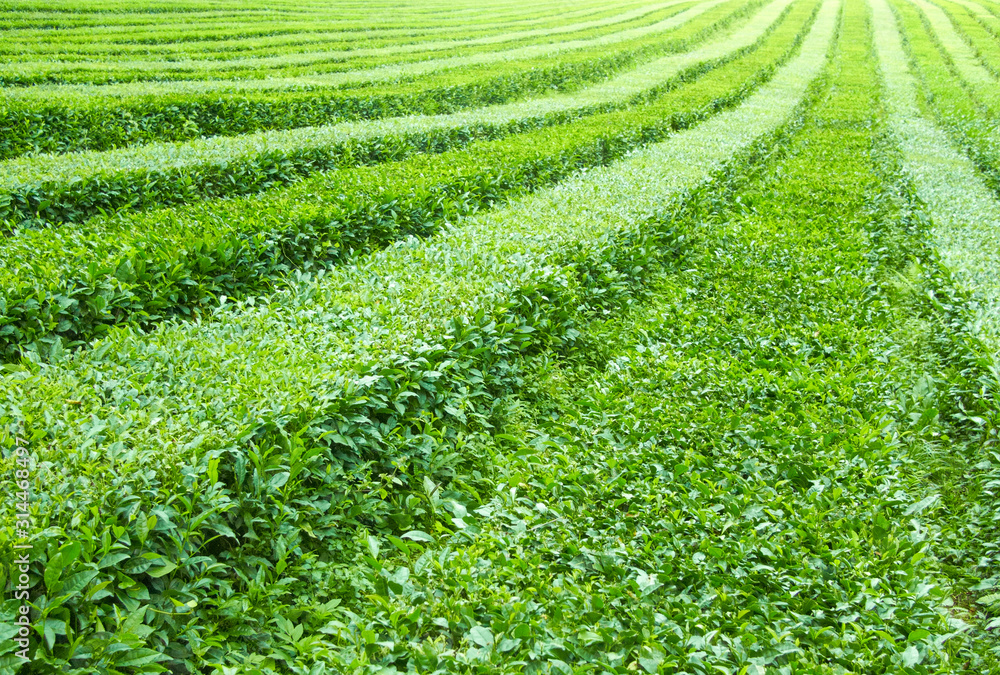 Tea plantation. Abstract background or texture. Tea plantation. Abstract background or texture.