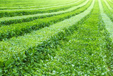 Tea plantation. Abstract background or texture.