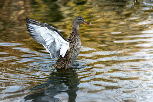 pato de asas abertas photo