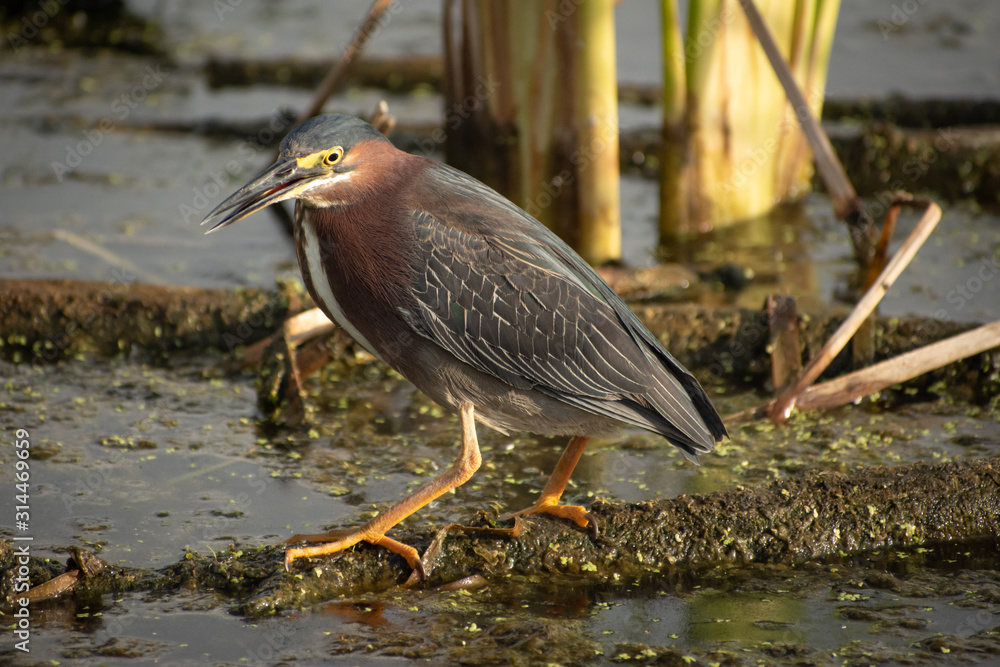 Green heron perched on swamp log Green heron perched on swamp log