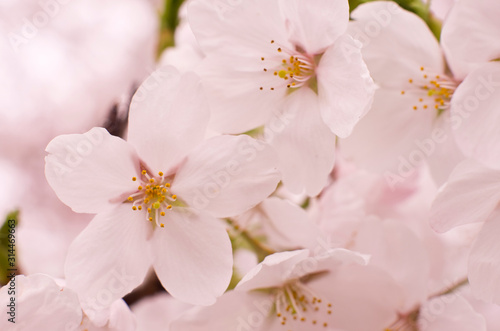 Cherry blossoms in full bloom.