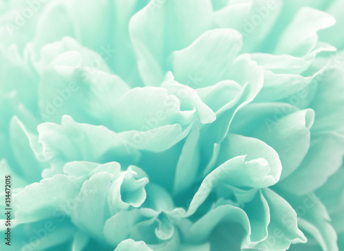 Blurred abstract floral background. Peony in pastel colors. The spring card. Congratulations on the holiday.