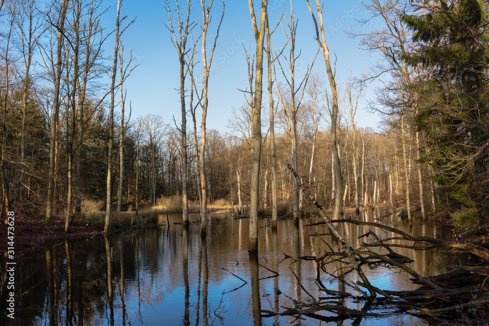 Flooded forest with reflections in the water Flooded forest with reflections in the water