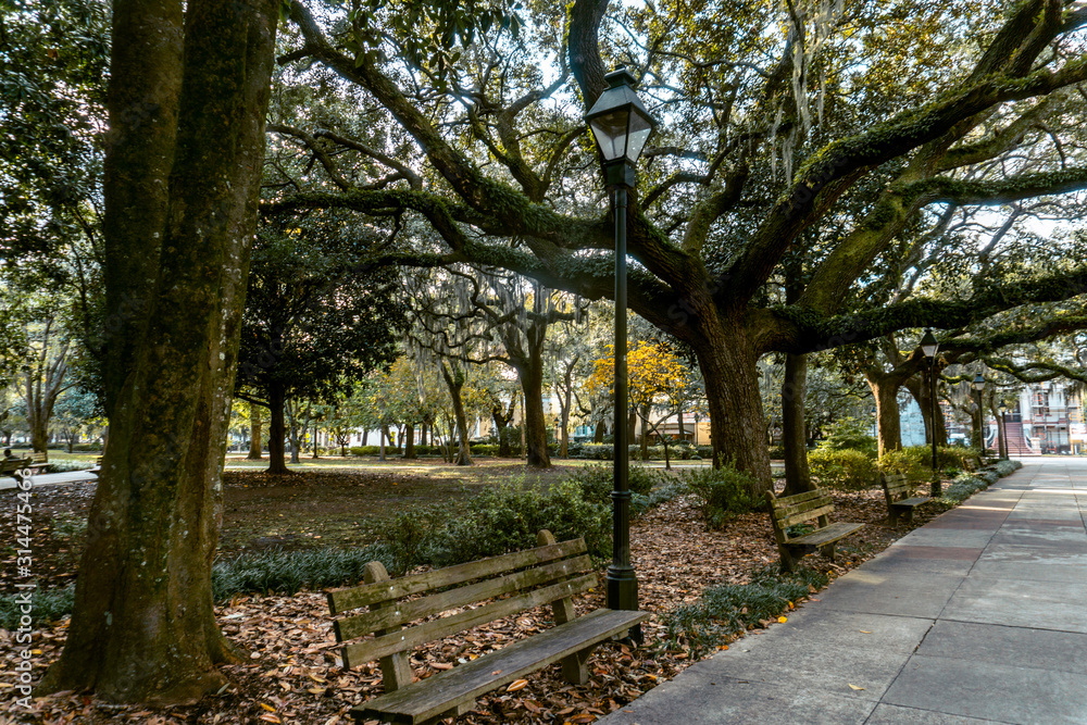 Savannahs beautiful Oak trees with spanish moss Savannahs beautiful Oak trees with spanish moss