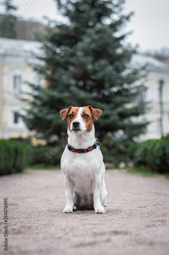 Cute dog jack russell terrier is sitting in front of a tree in the park
